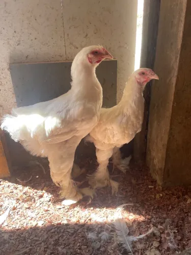 Franguinhos da Raça Brahma