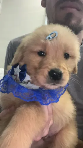 Golden lindo