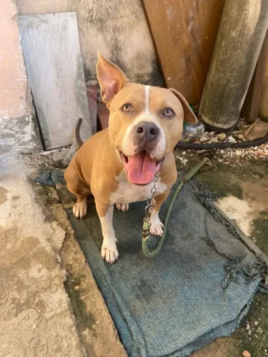 American bully - Doação.