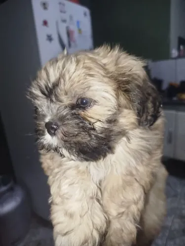 Vendo ou troco Shitzu 