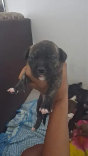 Filhote de pitbull
