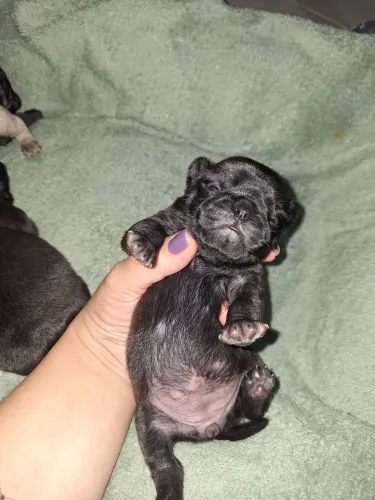 Cachorro