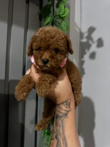 Poodle Toy macho e fêmea entrega hj não perca tempo