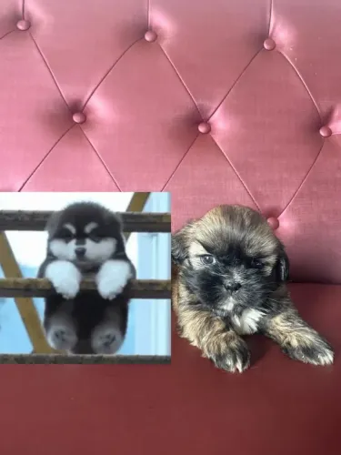 Vende-se Filhote de Shitzu