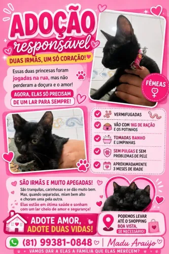 Gatinhas para adoção, URGENTE.