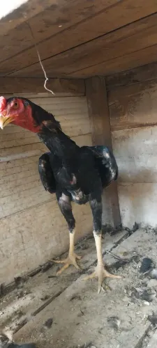 frango
