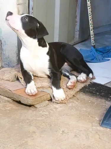 Pitbull