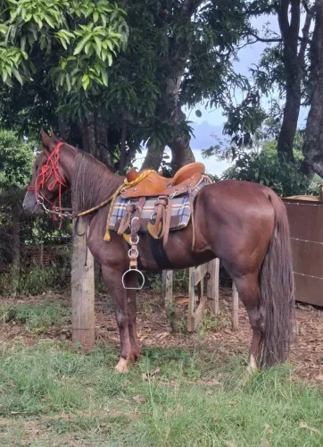 Manga Larga Registrado - 8 anos, Garanhão (Centro pra Picada)