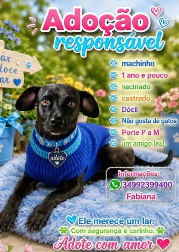 Adoção responsável