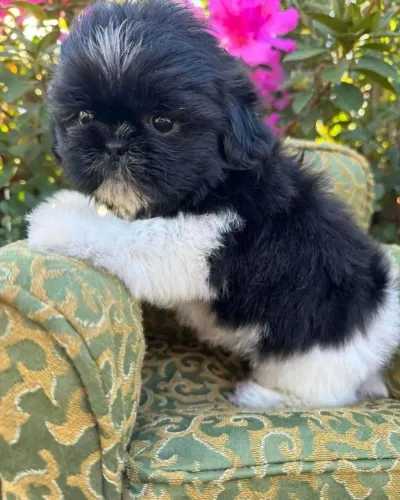 Filhotes de Shih Tzu | Filhotes encantadores!