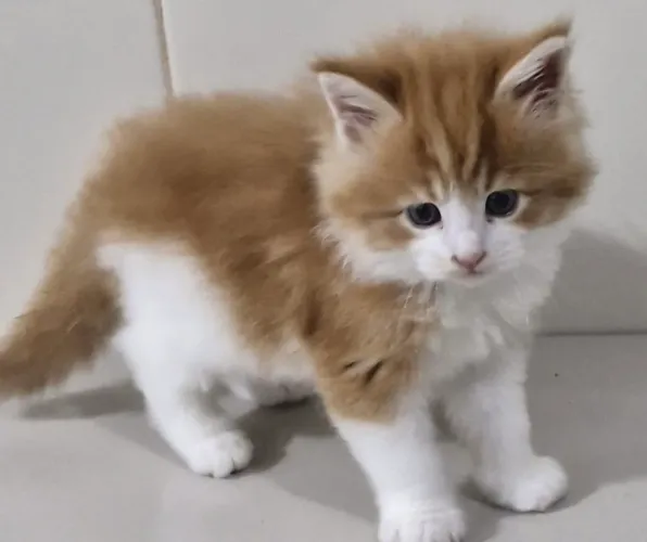 Filhotes de Maine Coon - lindos demais! Macho e Fêmea.