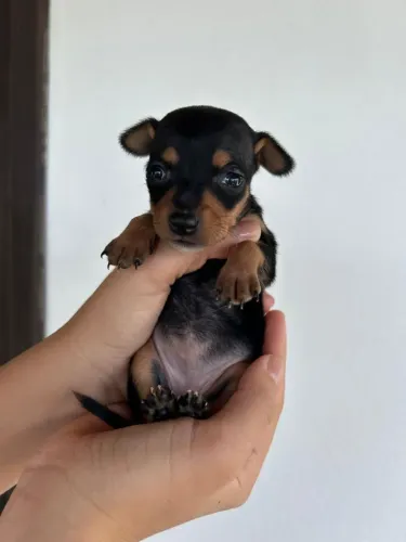 Venda cachorro poodle fêmea 
