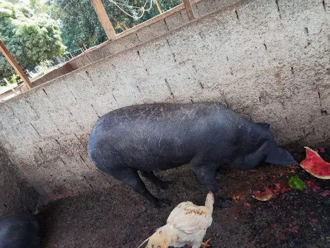 Porca caipira