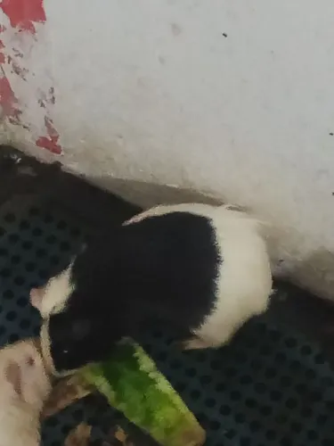 Porco da índia inglês 