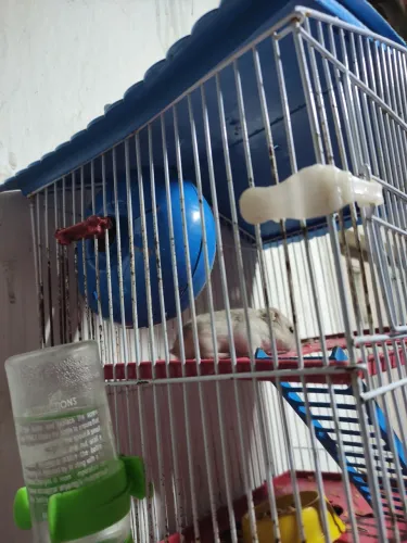 Hamster Anão Russo com Casa