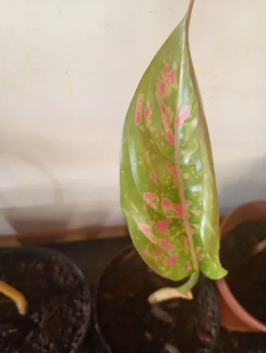 Mudas de aglaonema 