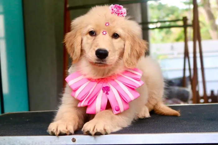 GOLDEN RETRIEVER PARCELAMOS 