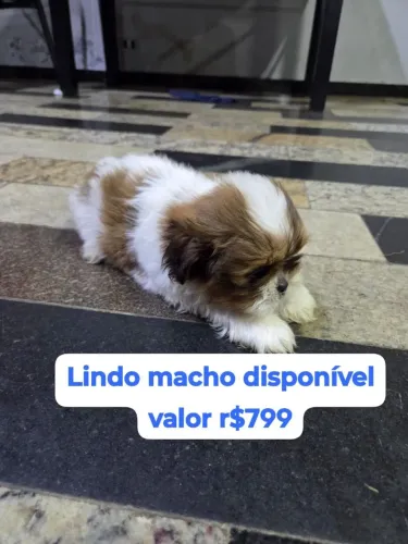 Machos e fêmeas Shih-Tzu