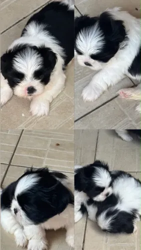 filhotes de shih tzu