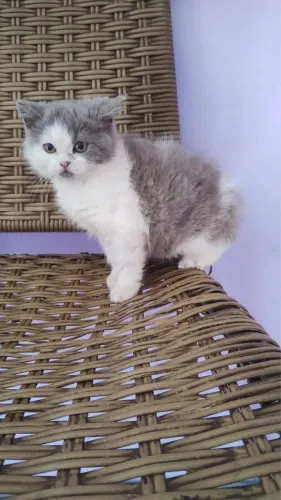 Gato briths longhaer