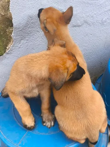 Pastor Belga Malinois