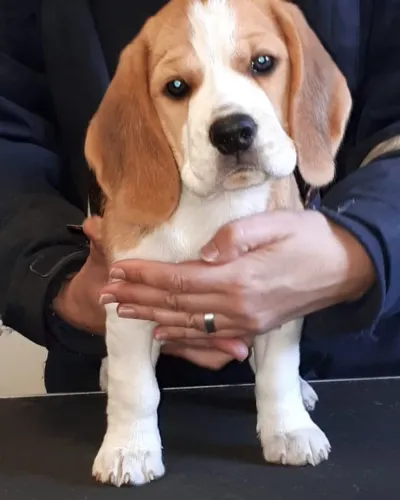 ?Filhotes de Beagle disponíveis - pronta entrega?
