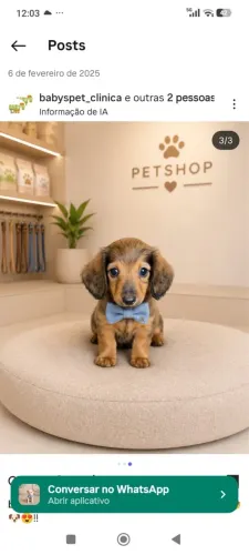 Dachshund pêlo longo em 12x sem juros