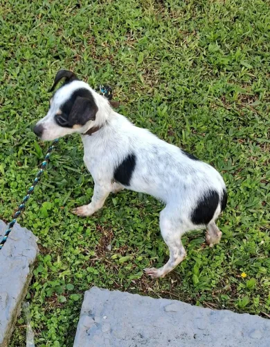 Cachorro