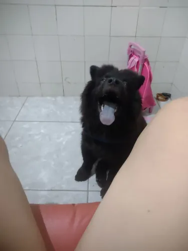 Filhote de Chow chow macho