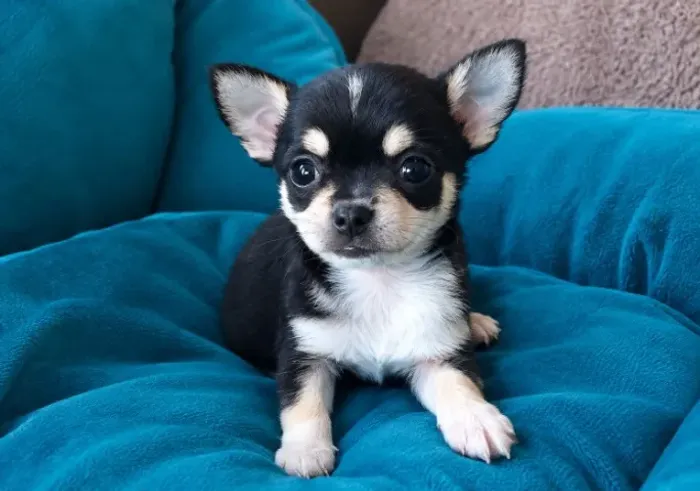 CHIHUAHUA AMOROSO