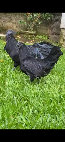Galinha Ayam Cemani