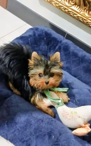 Vendo yorkshire micro com 10 meses.