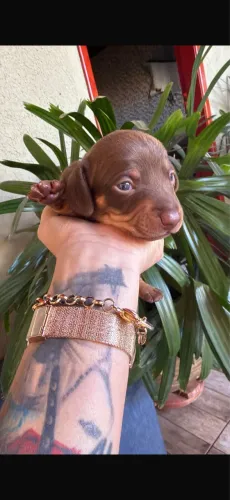 Filhotes de Dachshund MACHOS chocolates