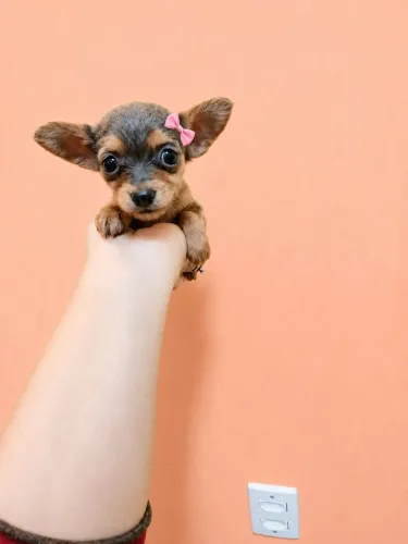 Pinscher Fêmea Merle Mofadinha tamanho zero