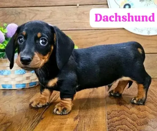Basset Mini Filhotes Dachshund Super Queridos. 