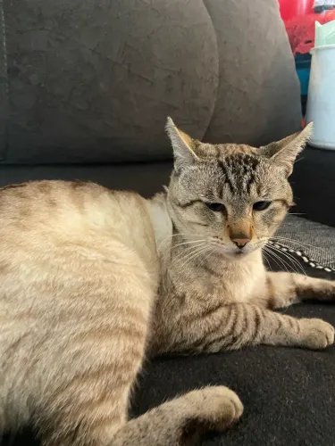 Estou doando gato macho 