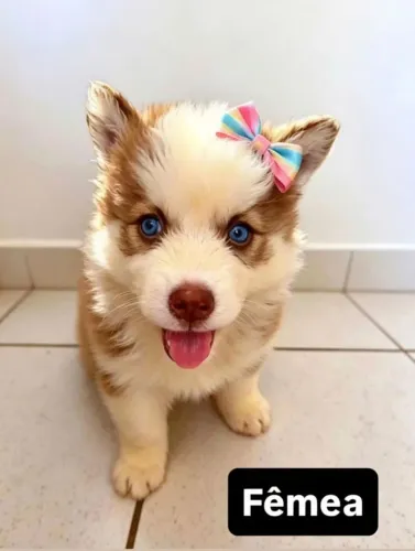 Husky Siberiano fêmea e macho