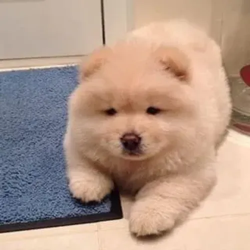 Chow Chow Filhotes Prontos para Você