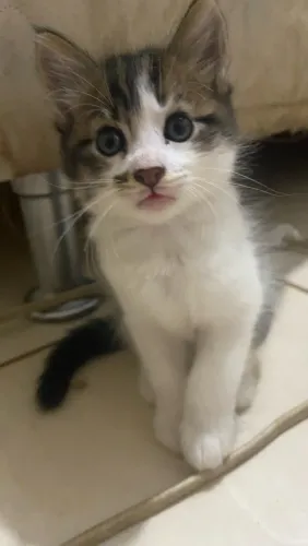 Gato