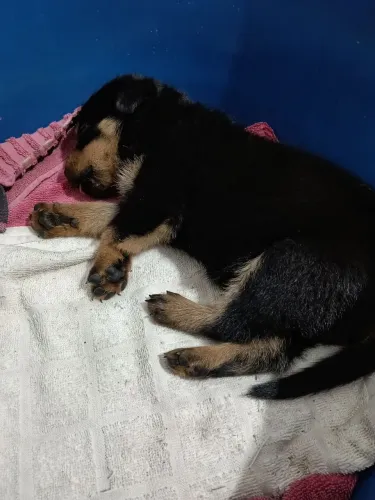 Filhote de Rottweiler