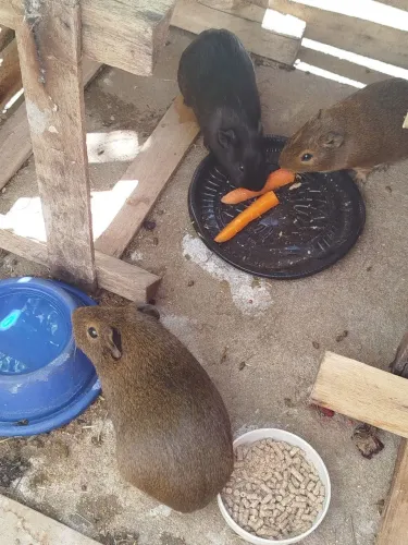 Doação de Porquinhos da Índia