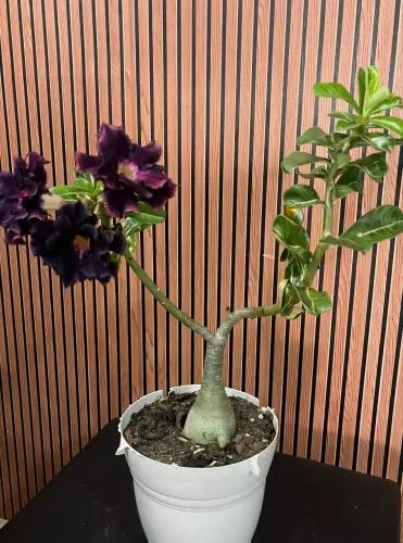 Enxerto de Rosa do Deserto.