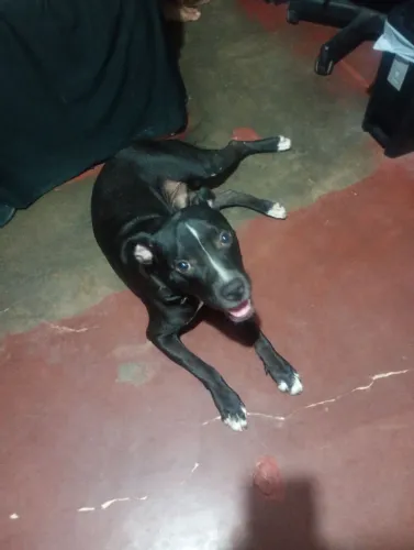Pitbull