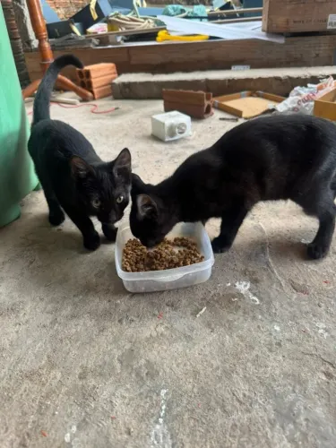 Gatinhos filhotes para doação 