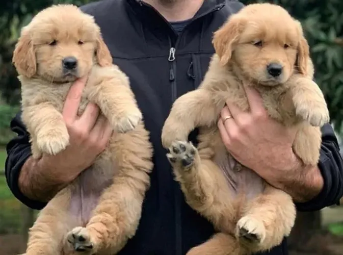 Golden retriever fofo e leal para crianças