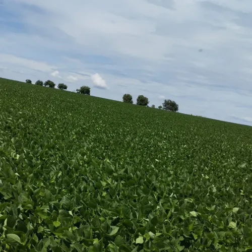 Vendo Fazenda em São João da Aliança / Goiás!!!