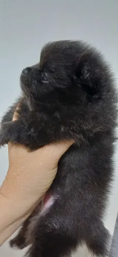 Lulu  fêmea pretinha com pedigree 