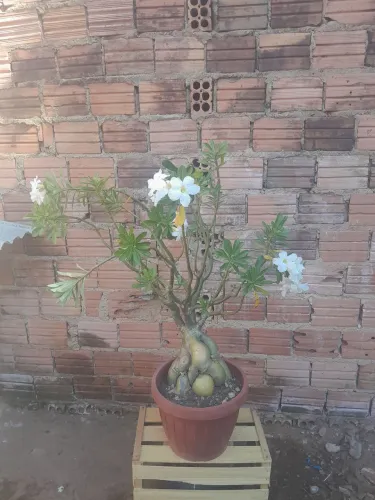 Rosa do deserto brancas