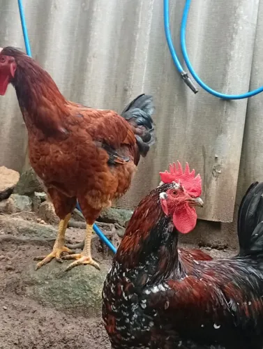 Vendo dois frangos e uma galinha preta GSb ela e mãe desse preto todos puros