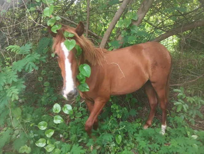 Cavalos R$1500,00